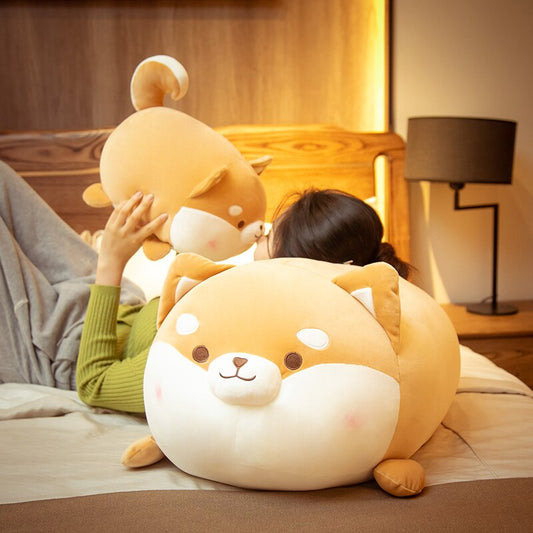 Round Faced Shiba Inu