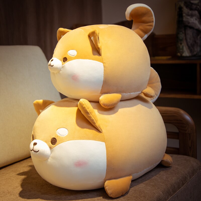 Round Faced Shiba Inu