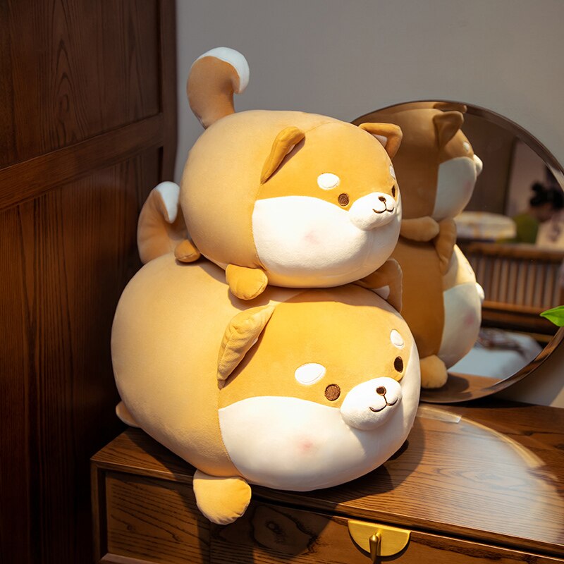 Round Faced Shiba Inu