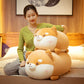 Round Faced Shiba Inu