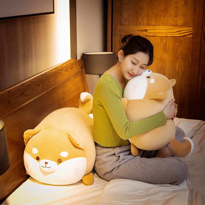 Round Faced Shiba Inu