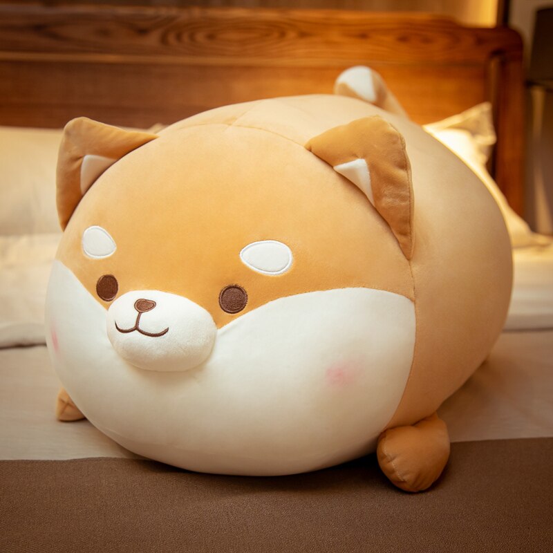 Round Faced Shiba Inu