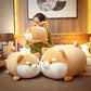 Round Faced Shiba Inu